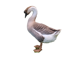 Goose