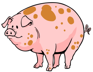 Pig