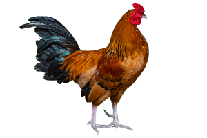 Rooster