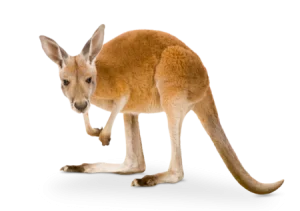 Kangaroo