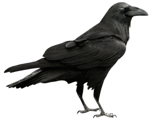 Crow