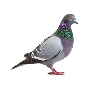 Pigeon
