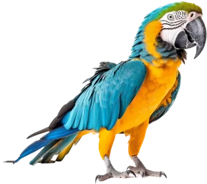 Parrot